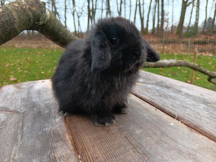 Raszuivere Nederlandse dwerg hangoor konijntjes, Animaux & Accessoires, Lapins, Nain, Plusieurs animaux, 0 à 2 ans, Oreilles tombantes