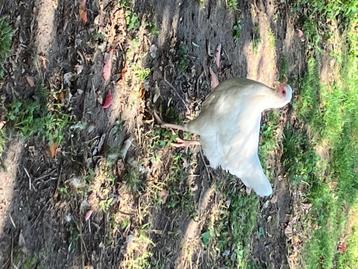 Kippen, Femelle, Poule ou poulet