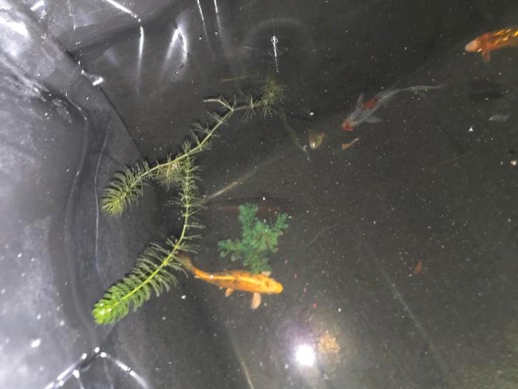 Vijver pomp plus kois, Jardin & Terrasse, Étangs, Enlèvement