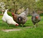jeunes poulets de 13 races différentes, 100 % poules, Animaux & Accessoires, Volatiles, Poule ou poulet, Femelle