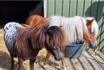 Appaloosa minipony minipaardje shetland hengst panterbont, Hengst, M, Ontwormd