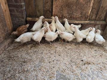 Poule de bresse, Dieren en Toebehoren