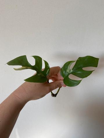 Monstera raphidophora variegata (stek 5), Huis en Inrichting, Ophalen
