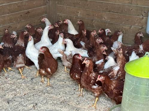 Super legkippen wit en bruin, Dieren en Toebehoren, Pluimvee