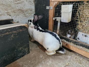 Moer en ram konijn - lotharinger, Dieren en Toebehoren, Konijnen, Meerdere dieren, Groot