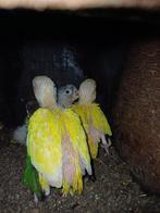 pyrrhura molinae, Animaux & Accessoires, Oiseaux | Perruches & Perroquets, Plusieurs animaux, Perruche, Domestique