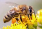 Buckfast abeilles colonie, Ophalen