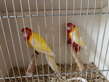 Rosella lutino koppel  beschikbaar voor biedingen