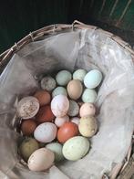 Broedeieren, Enlèvement ou Envoi