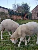 Wiltshire horn rammen, Dieren en Toebehoren, Schapen, Geiten en Varkens, Mannelijk, Schaap