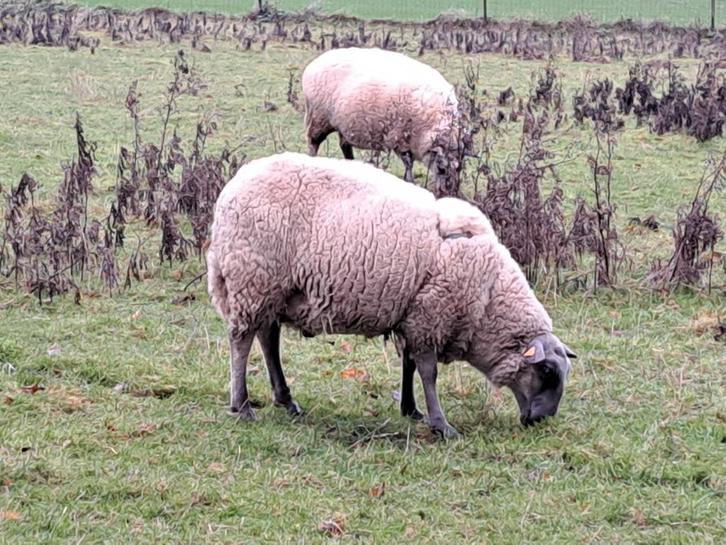 Bleu du Maine dekram te koop, Dieren en Toebehoren, Schapen, Geiten en Varkens