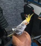 Paire de calopsittes. L'homme est apprivoisé 8 pence d'euros, Animaux & Accessoires, Oiseaux | Perruches & Perroquets