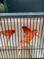 Rode kanarie mannen, Dieren en Toebehoren, Mannelijk, Kleurkanarie