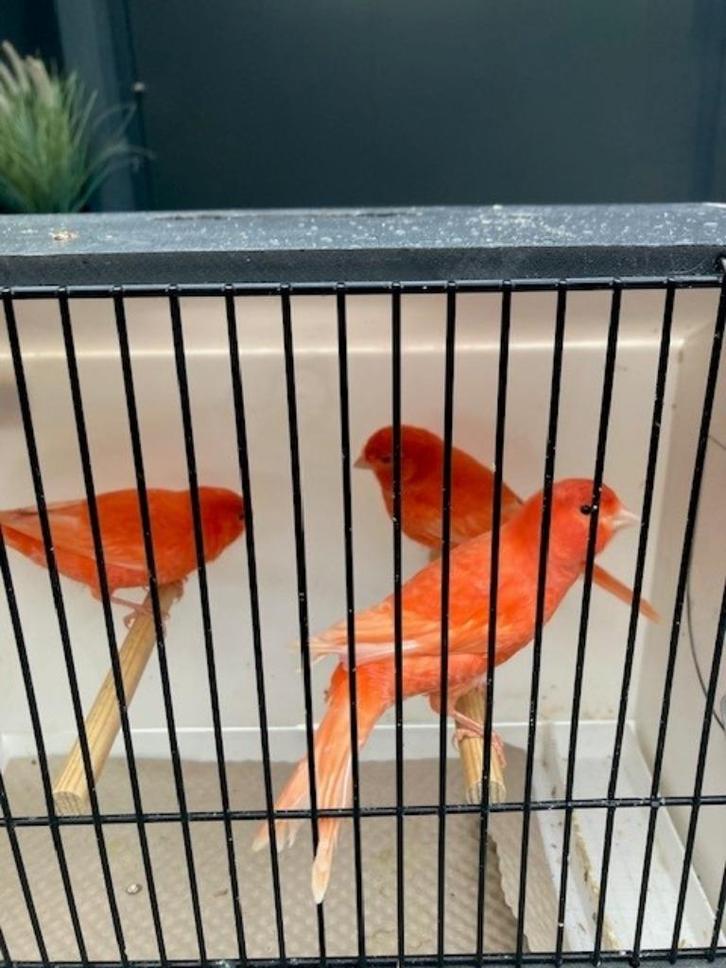 Rode kanarie mannen, Dieren en Toebehoren, Vogels | Kanaries, Kleurkanarie, Mannelijk