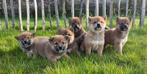 Shiba inu pups te koop, Dieren en Toebehoren, Particulier, Meerdere, 8 tot 15 weken, Meerdere dieren
