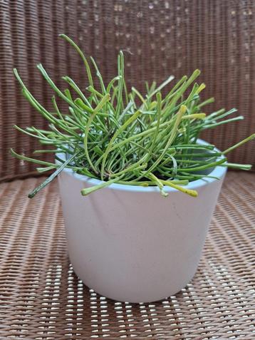 Hoya retusa  beschikbaar voor biedingen