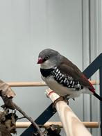 Gezocht - Diamantvink pop - Wildkleur, Dieren en Toebehoren, Vrouwelijk, Tropenvogel