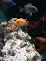 Verschillende cichliden, Dieren en Toebehoren, Vissen | Aquariumvissen