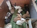 Jonge konijnen, Dieren en Toebehoren, Konijnen, Meerdere dieren, Groot, 0 tot 2 jaar