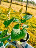 Houttuynia Cordata, kleine potjes., Ophalen