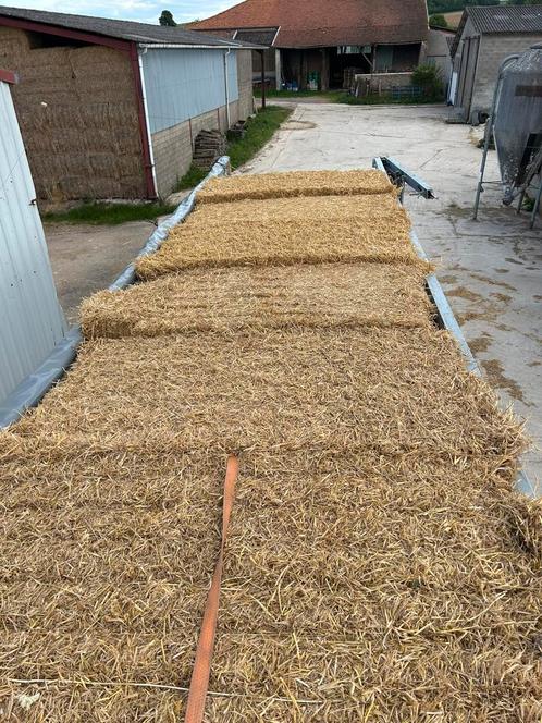 Stro te koop, Zakelijke goederen, Landbouw | Aardappelen, Groenten, Fruit en Vlees, Ophalen of Verzenden