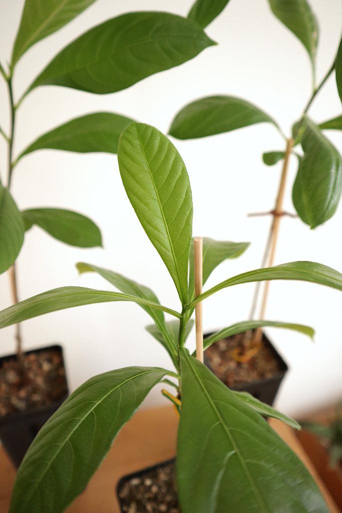 Afrikaanse Baobab, Apenbroodboom, Adansonia digitata, Huis en Inrichting, Kamerplanten, Vetplant, Minder dan 100 cm, Groene kamerplant