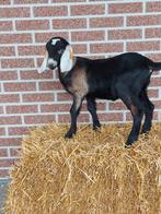 Nubisch geitlammetjes, Dieren en Toebehoren, Schapen, Geiten en Varkens, Vrouwelijk, Geit, 0 tot 2 jaar