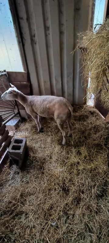Ooie niet meer voor kweek van 1jaar en 4maanden  beschikbaar voor biedingen