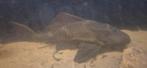 Pleco +-31cm, Dieren en Toebehoren