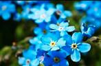 Plant de Myosotis fleurit 2 fois /an Vivace 1€