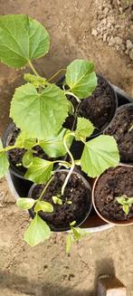 meloenen plant: cavaillon, galia of watermeloen, Jardin & Terrasse, Plantes | Arbres fruitiers, Enlèvement