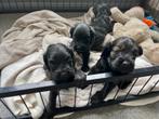Prachtige cockapoo pups (dwerg poedel x Amerikaanse cocker s, Dieren en Toebehoren, Honden | Retrievers, Spaniëls en Waterhonden