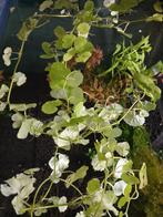 Brazilian pennywort Hydrocotyle, Ophalen, Nieuw, Plant(en), Steen of Hout