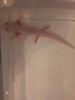 Axolotl, Animaux & Accessoires