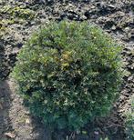 Taxus baccata bollen, Tuin en Terras, Ophalen, Taxus, Minder dan 100 cm