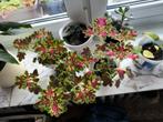 Siernetel coleus inky fingers, Huis en Inrichting, Kamerplanten, Ophalen