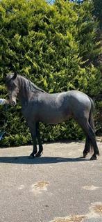 Verzorgpaarden aangeboden. Verzorger/ bijrijder gezocht