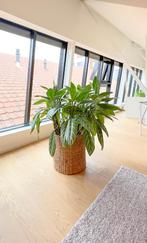 Prachtig volgroeide Aglaonema plant - topstuk, Huis en Inrichting, Kamerplanten, Overige soorten, 100 tot 150 cm, Halfschaduw
