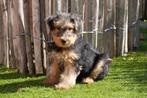 Prachtige Welsh terriër pups, Dieren en Toebehoren, België, Overige rassen, CDV (hondenziekte), 8 tot 15 weken