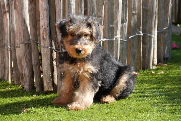 Prachtige Welsh terriër pups, Dieren en Toebehoren, Honden | Jack Russells en Terriërs, Meerdere dieren, Overige rassen, Fokker | Professioneel