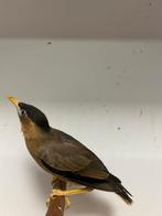 2-0 pagode spreeuwen ( in nl ), Dieren en Toebehoren, Vogels | Overige Vogels, Meerdere dieren, Tropenvogel