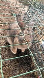 Vlaamse reus, Dieren en Toebehoren, Konijnen