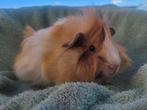 Cavia beertjes, Dieren en Toebehoren, Knaagdieren, Cavia