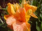 groot assortiment Canna's, Ophalen of Verzenden, Voorjaar, Volle zon, Wortelstok