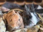 Dwerg konijnen, Dieren en Toebehoren, Konijnen, Dwerg