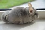 chinchilla beige vrouwtje, Dieren en Toebehoren, Knaagdieren, Augustus, Vrouwelijk, Chinchilla