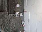 texan pigeon fin 2024, Dieren en Toebehoren, Vogels | Duiven, Overige soorten