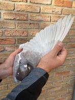 Doffer 2025, Dieren en Toebehoren, Mannelijk, Postduif