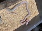 1.1 Scaleless snow koppel van 2024, Dieren en Toebehoren