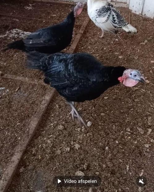 kalkoenen, Dieren en Toebehoren, Pluimvee, Kalkoen, Meerdere dieren